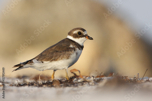 Semipalmated plover  Charadrius semipalmatus  on the beach  Curry Hammock State Park  Florida  USA