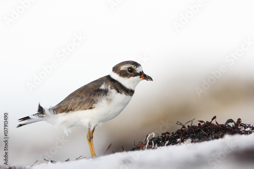 Semipalmated plover  Charadrius semipalmatus  on the beach  Curry Hammock State Park  Florida  USA