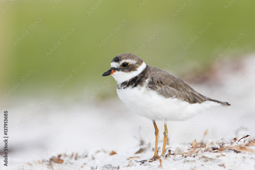 Semipalmated plover (Charadrius semipalmatus) on the beach, Curry Hammock State Park, Florida, USA Semipalmated plover (Charadrius semipalmatus) on the beach, Curry Hammock State Park, Florida, USA