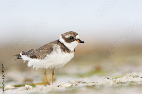 Semipalmated plover (Charadrius semipalmatus) on the beach, Curry Hammock State Park, Florida, USA © Wilfred