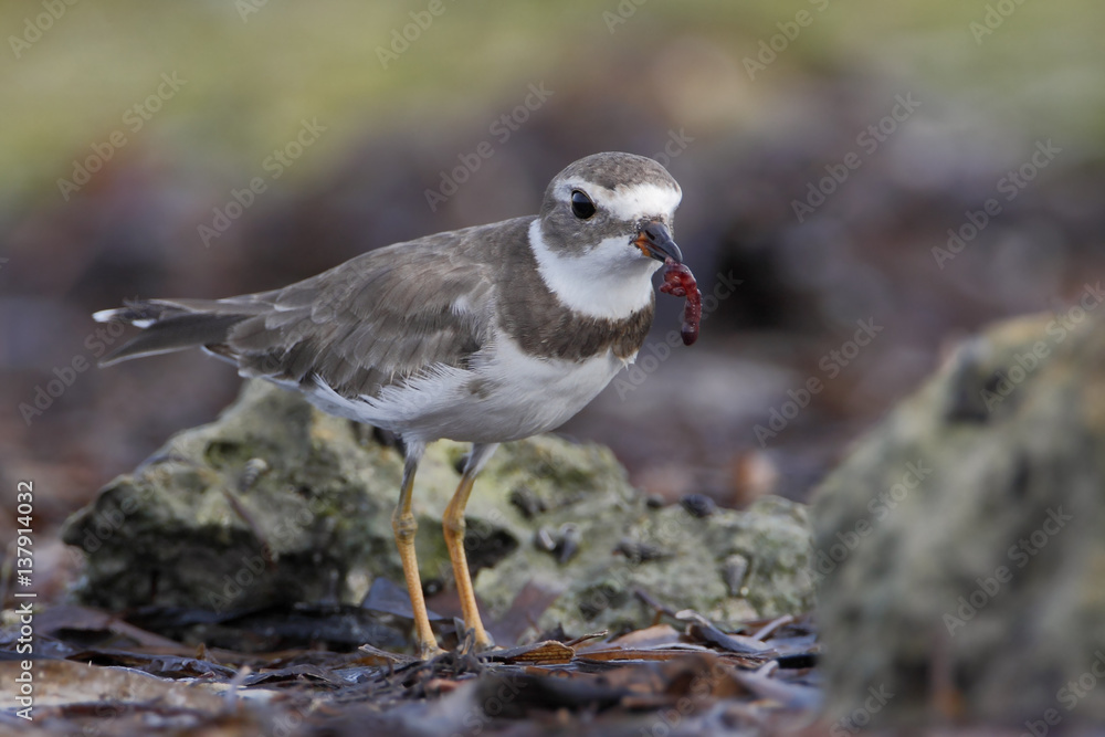 Semipalmated plover (Charadrius semipalmatus) on the beach, Curry Hammock State Park, Florida, USA Semipalmated plover (Charadrius semipalmatus) on the beach, Curry Hammock State Park, Florida, USA