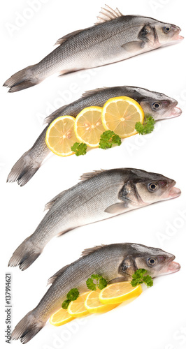 Seabass on a white background