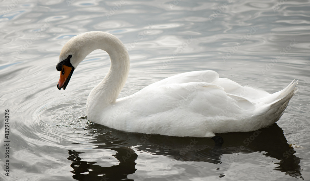 Fototapeta premium White swan