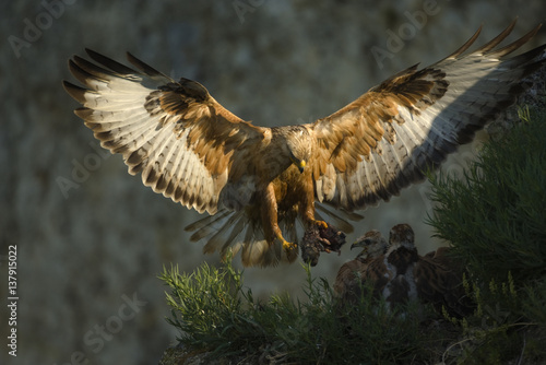Long-legged buzzard (Buteo rufinus) landing at nest with chicks, Bulgaria, 2008.
WWE Mission: Rhodopi Mountains photo