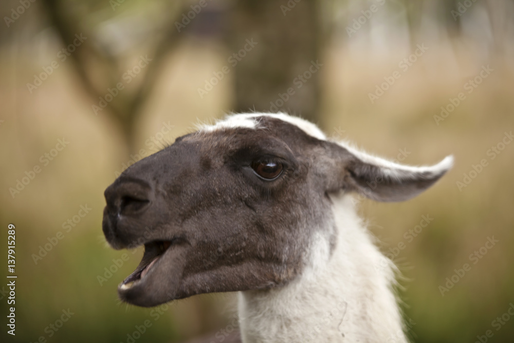 Fototapeta premium Guck mal