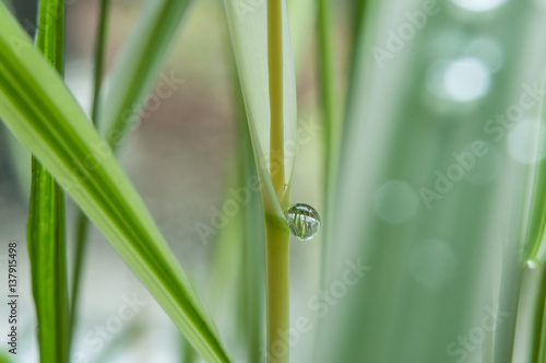 détail gouttes de pluie sur feuilles de bambous