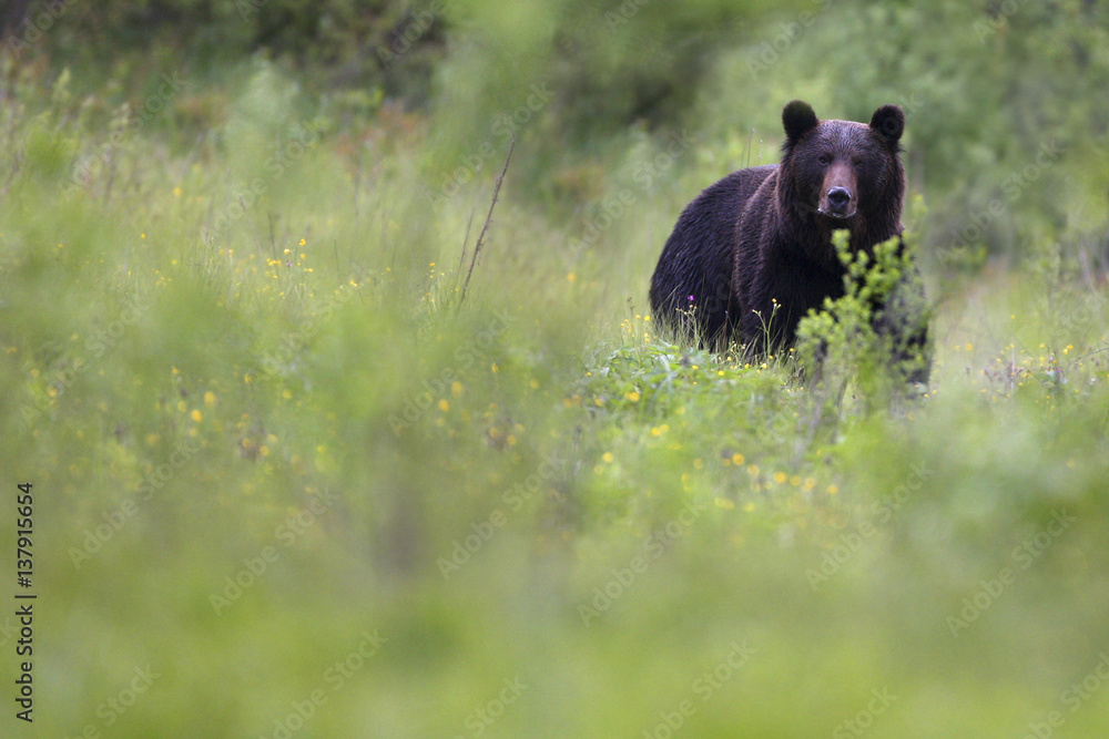 Wild Brown Bear (Ursus arctos) in mountain meadow. Bieszczady, Carpathian Mountains, Poland, May. Wild Brown Bear (Ursus arctos) in mountain meadow. Bieszczady, Carpathian Mountains, Poland, May.