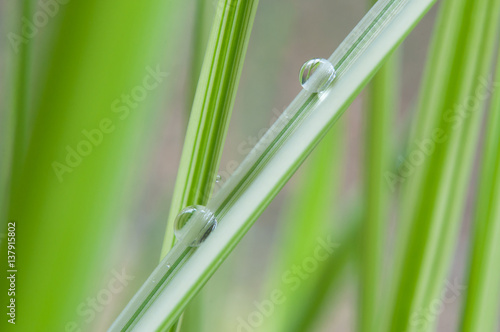 d  tail gouttes de pluie sur feuilles de bambous
