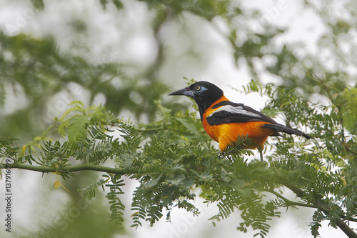 Tableau sur toile Troupial (Icterus icterus) sitting on branch, Cabo Rojo Salt Flats, Puerto Rico