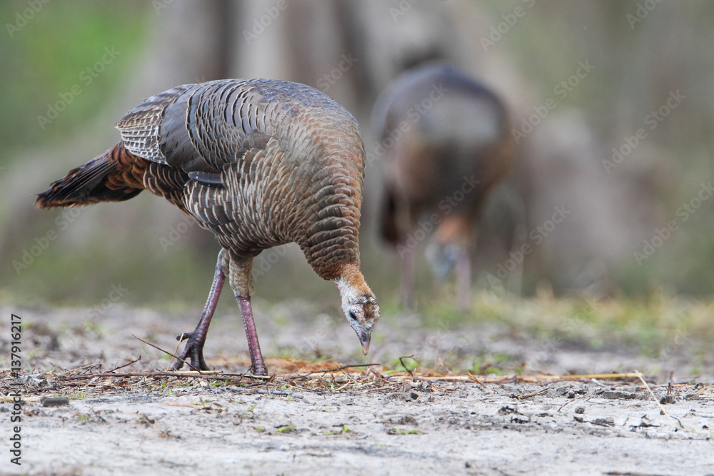 Obraz premium Wild turkey (Meleagris gallopavo) female standing, Kissimmee, Florida, USA
