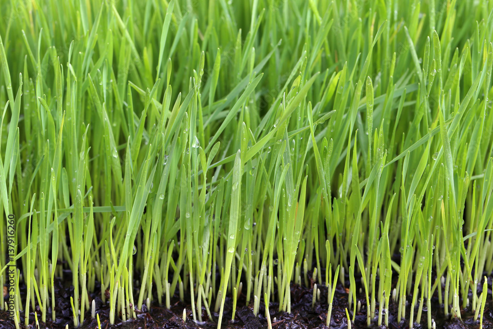 Wheat sprouts / Young green shoots of wheat Wheat sprouts / Young green shoots of wheat