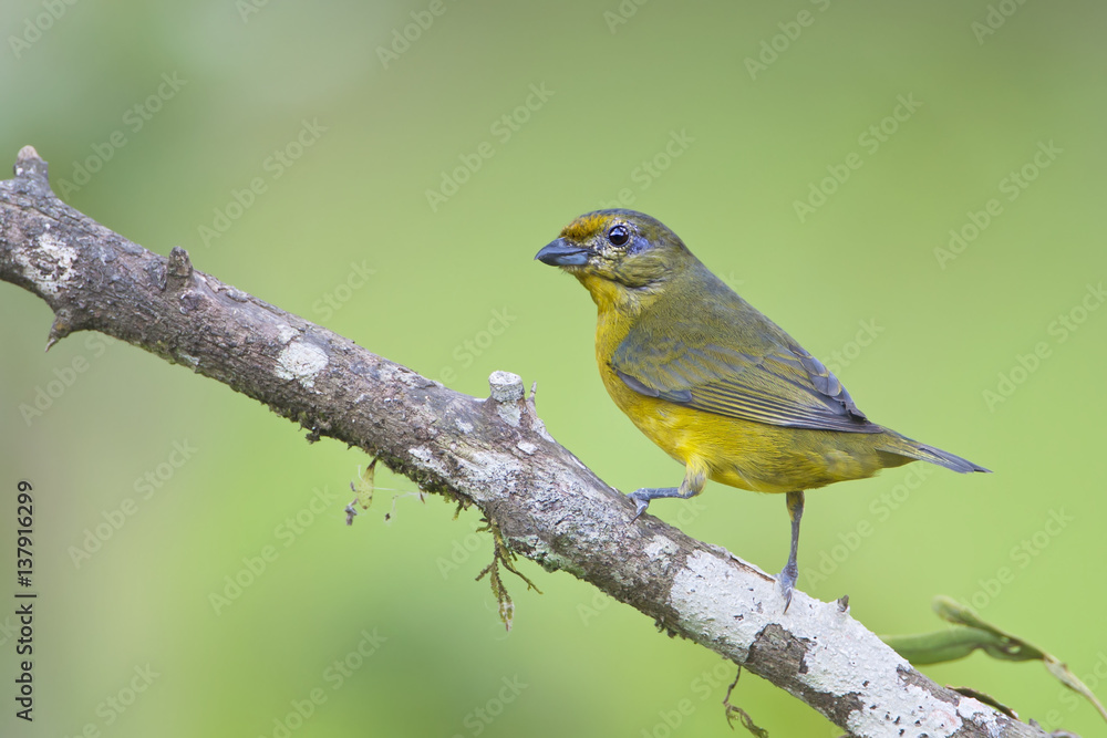 Fototapeta premium Violaceous Euphonia (Euphonia violacea) female on branch in garden, Itanhaem, Brazil