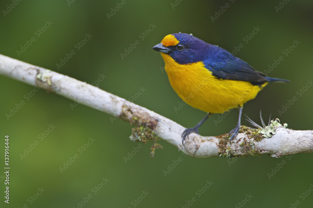 Violaceous Euphonia (Euphonia violacea) male on branch in garden, Itanhaem, Brazil