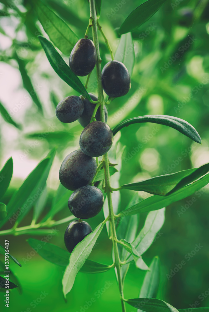 Branch of olive tree with fruits and leaves, natural agricultural food vintage hipster background Branch of olive tree with fruits and leaves, natural agricultural food vintage hipster background