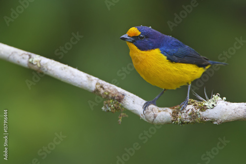 Violaceous Euphonia (Euphonia violacea) male on branch in garden, Itanhaem, Brazil © Wilfred