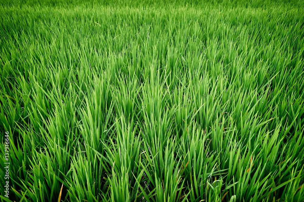Close up of fresh green grass background. Close up of fresh green grass background.