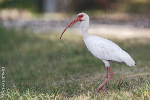 American white ibis (Eudocimus albus) standing in grass, Brazos Bend State Park, Texas, USA