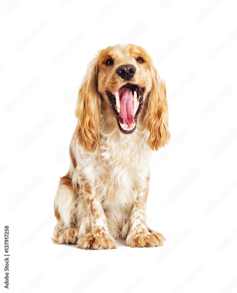 dog showing teeth and tongue; yawns