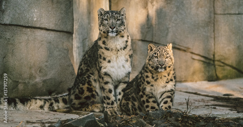 Schneeleopard im Neunkircher Zoo photo