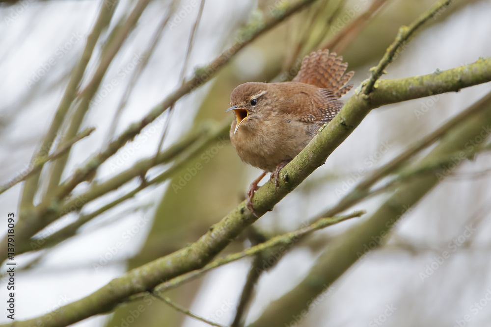 Obraz premium Eurasian Wren (Troglodytes troglodytes) singing on branch, the Netherlands