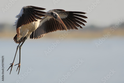Wood stork (Mycteria americana) flying, Lake Marian, Florida, USA