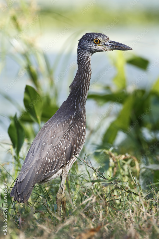 Fototapeta premium Yellow-crowned Night heron (Nyctanassa violacea) immature in marsh, Brazos Bend State Park, Texas, USA