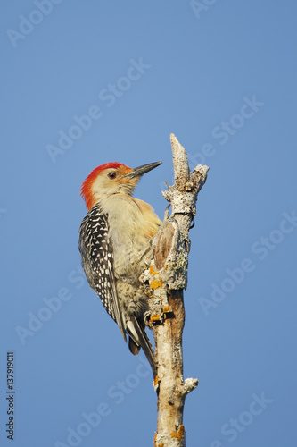 Red-bellied woodpecker (Melanerpes carolinus) on tree top, Ding Darling NWR, Florida, USA