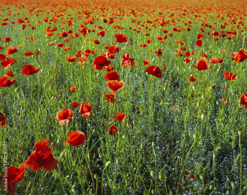 Poppy Flowers in a Field photo