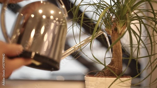 watering a bonsai plant on a table in an office FullHD
