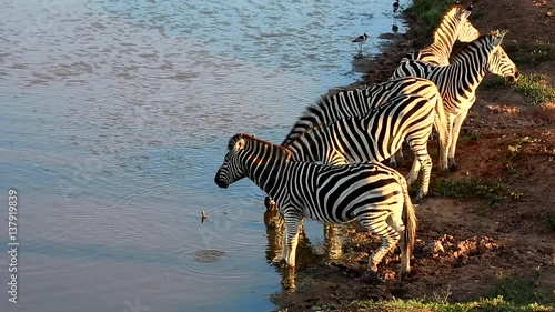 Zebras at a waterhole in the afternoon sun in South Africa