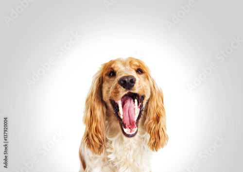portrait, funny dog spaniel on a gray background