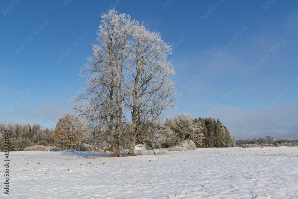 frozen covered tree at the morning sun