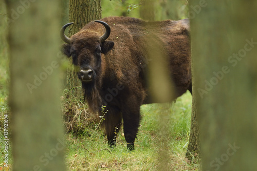 European bison or Wisent (Bison bonasus) looking between trees, Kraansvlak, Kennemerduinen, in the Zuid Kennemerland National Park, Netherlands. Images taken in a huge enclosure, where the bison live a completely wild life. photo