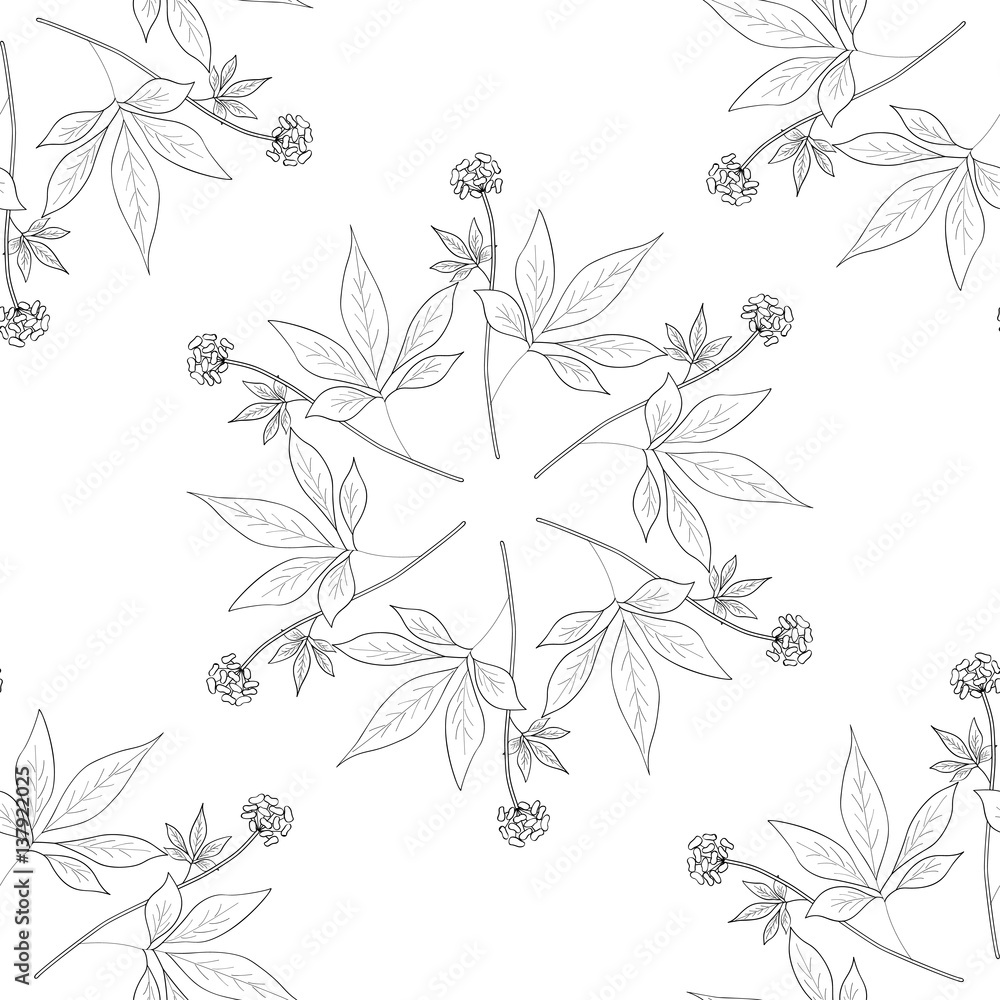 Root and leaves panax ginseng, sketch style. Hand draw vintage illustration of medicinal plants. For traditional medicine, gardening. Biological additives are. Seamless pattern. Root and leaves panax ginseng, sketch style. Hand draw vintage illustration of medicinal plants. For traditional medicine, gardening. Biological additives are. Seamless pattern.