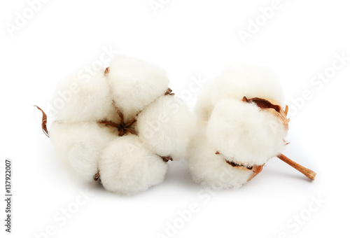 Cotton plant flower isolated on the white background