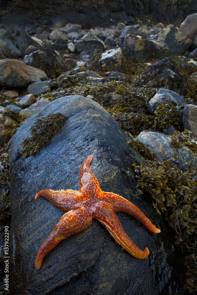 Starfish on rock at low tide, Dail Beag Beach, Lewis, Outer Hebrides, Scotland, UK, June 2009 Starfish on rock at low tide, Dail Beag Beach, Lewis, Outer Hebrides, Scotland, UK, June 2009