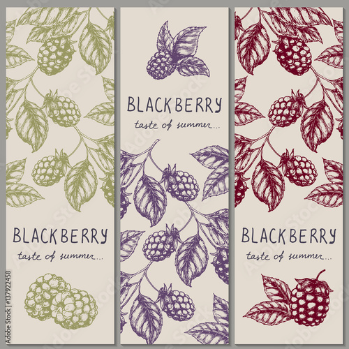 Set of vintage hand drawn blackberry raspberry vertical orientation banners. Vector illustration.