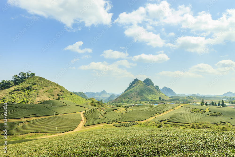 Fototapeta premium Green tea hills