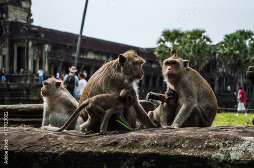 Monkeys at Angkor Wat in Cambodia's Siem Reap Region © MilesAstray