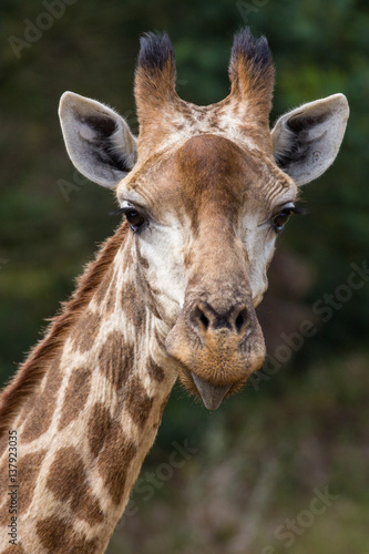 Giraffe Sticking out Tongue