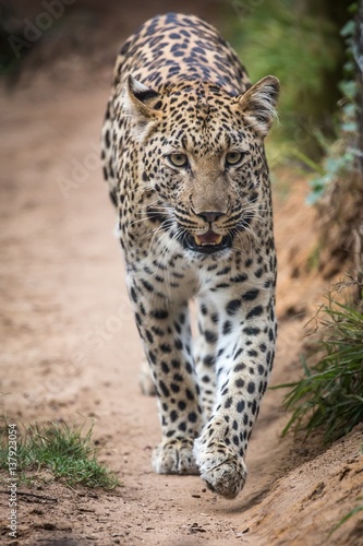 Magnificent Leopard Big Cat © Duncan Noakes