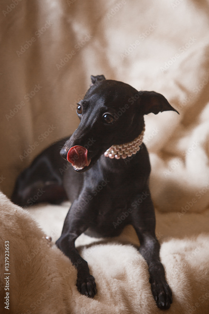 Italian greyhound dog lying on the couch Italian greyhound dog lying on the couch