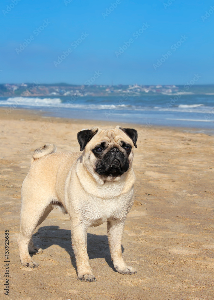 Pug dog is a young thoroughbred standing on the beach and looks into the distance. Blurred background of sky and sea