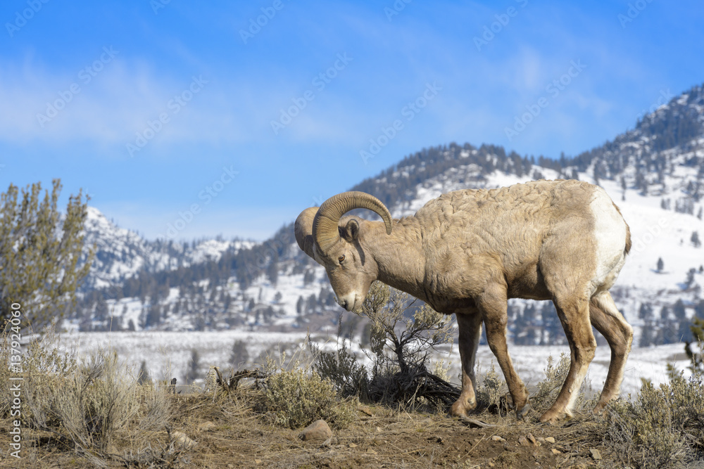Naklejka premium Bighorn Sheep (Ovis canadensis) male, ram, standing on ridge, Yellowstone national park, Wyoming Montana, USA.