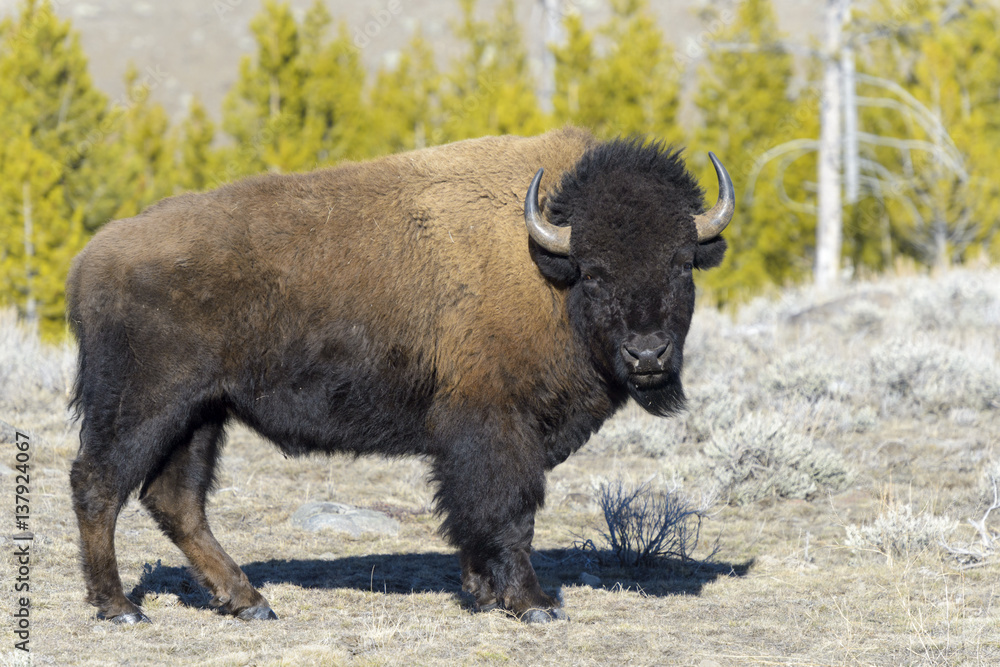 American Bison (Bison bison), 9Yellowstone National Park, Wyoming-Montana, USA American Bison (Bison bison), 9Yellowstone National Park, Wyoming-Montana, USA