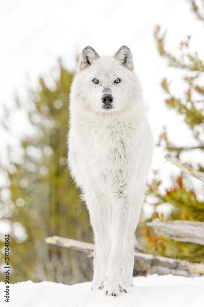 Obraz premium Gray timber wolf (Canis lupus), standing in snow.