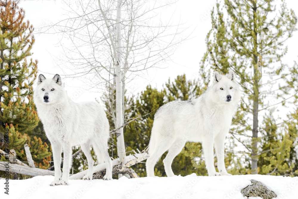 Fototapeta premium A pair gray timber wolf (Canis lupus), standing in snow, looking at camera.