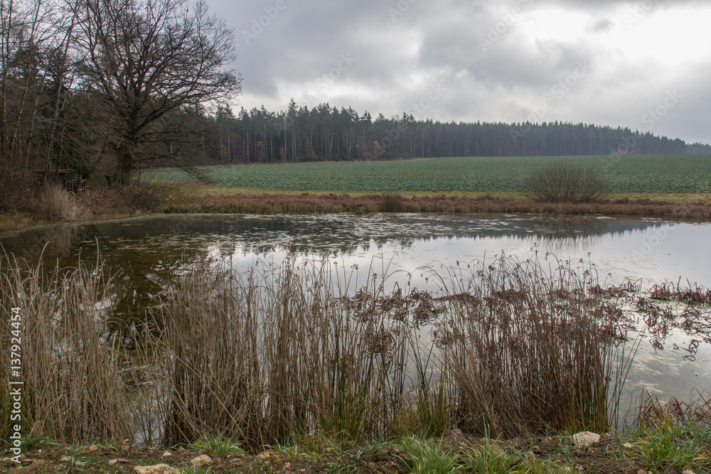 pond in autumn