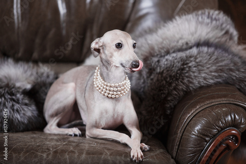 Italian greyhound dog lying on the couch