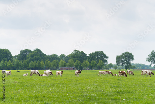 cows in dutch landscape